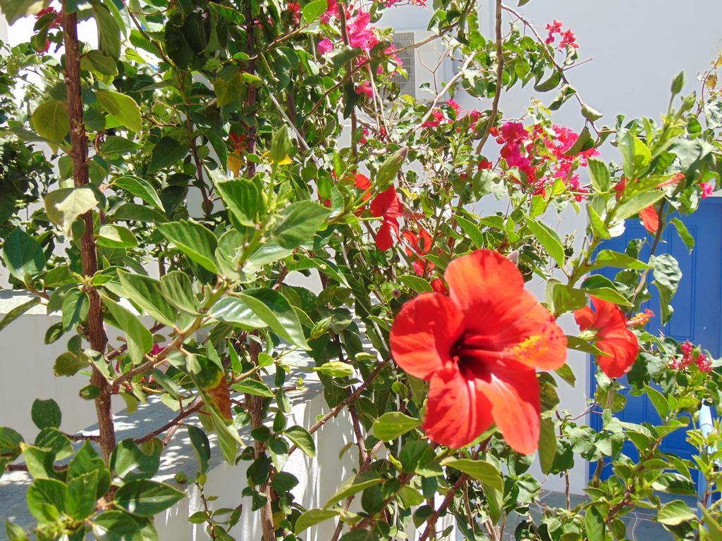 The garden of the apartment